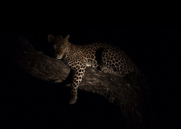 Leopardo descansando sobre un tronco, iluminado sobre un fondo negro